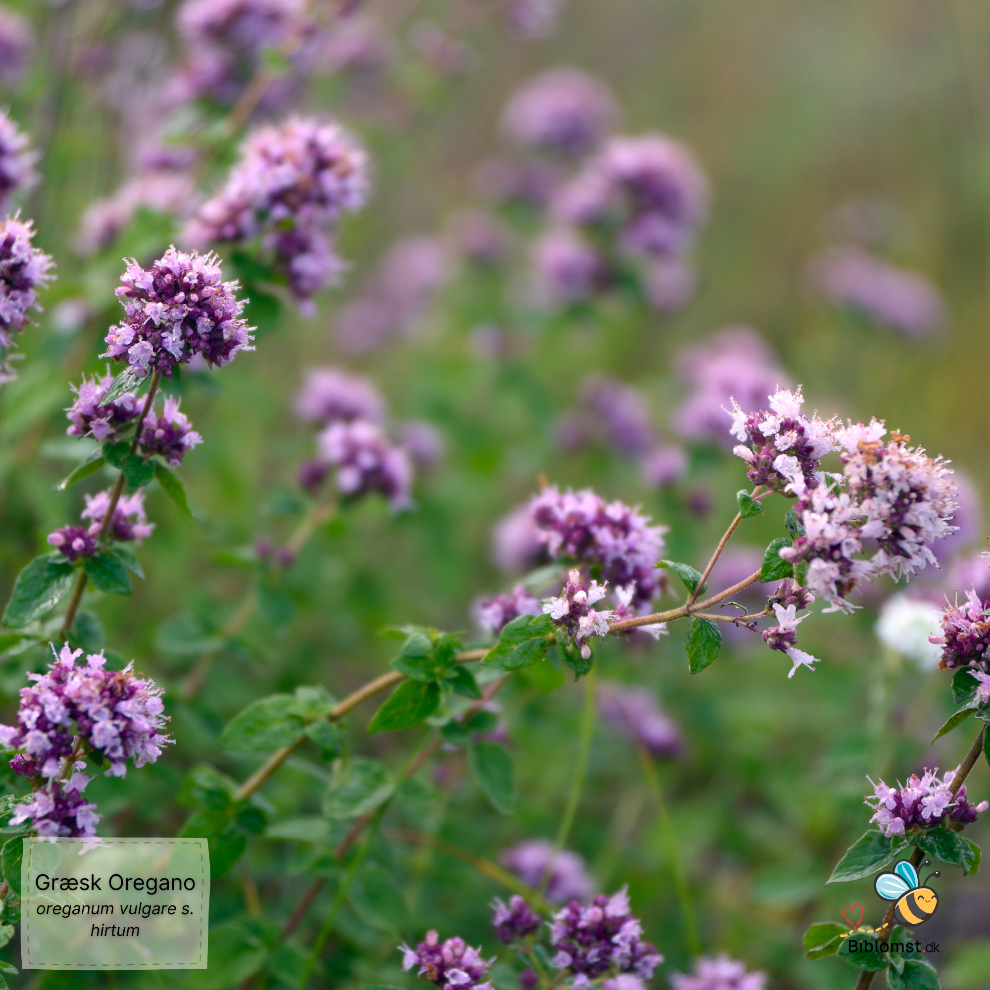 Så- og pasningsvejledning til Græsk oregano – Origanum vulgare subsp. hirtum (syn. Origanum hirtum)