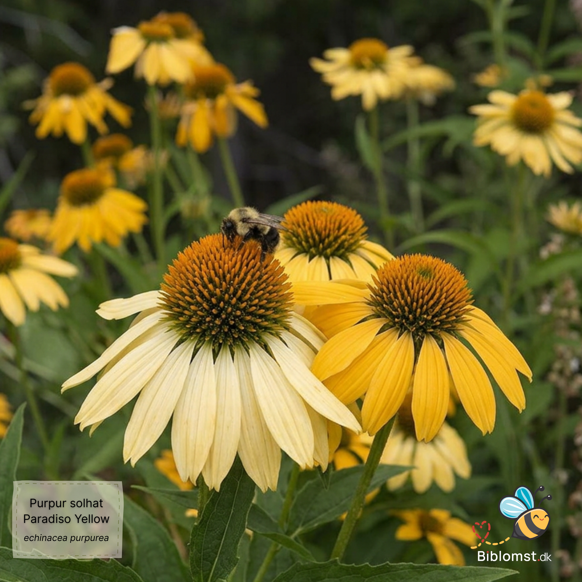 Så- og pasningsvejledning til Gul Purpur Solhat - Echinacea purpurea 'Paradiso Yellow'