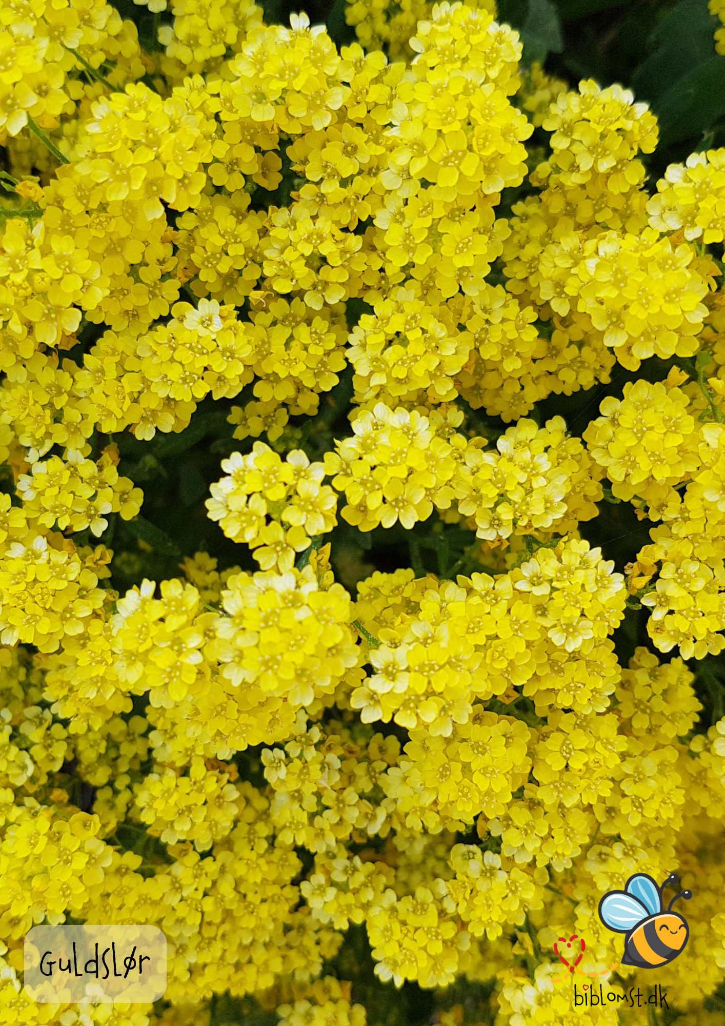 Så- og pasningsvejledning til guldslør – Aurinia saxatilis ‘Gold Dust’ syn. Alyssum saxatile