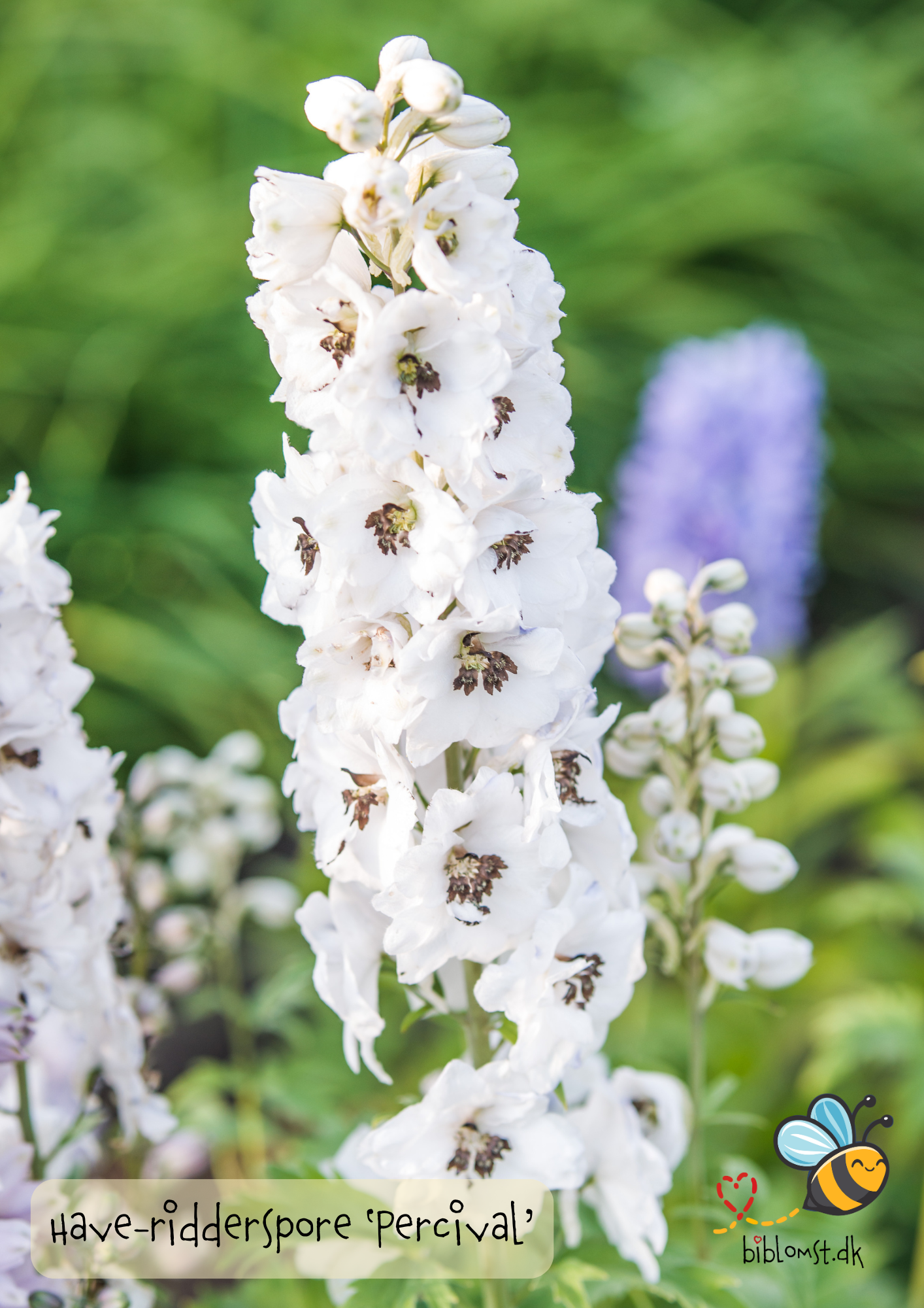 Så- og pasningsvejledning til have-ridderspore ‘Percival’ – Delphinium