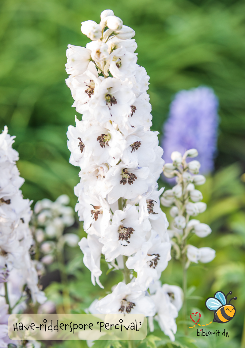 Så- og pasningsvejledning til have-ridderspore ‘Percival’ – Delphinium