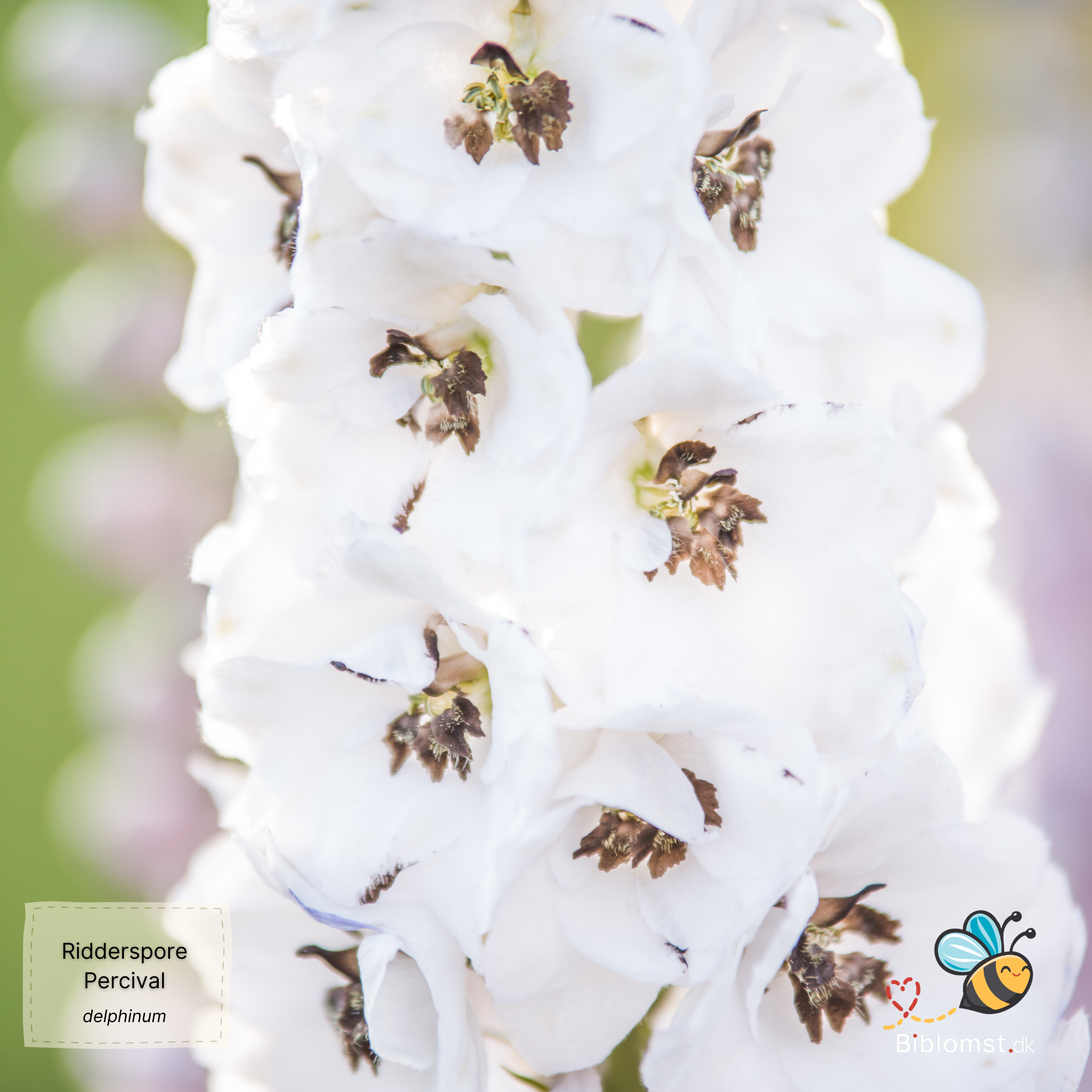 Så- og pasningsvejledning til have-ridderspore ‘Percival’ – Delphinium