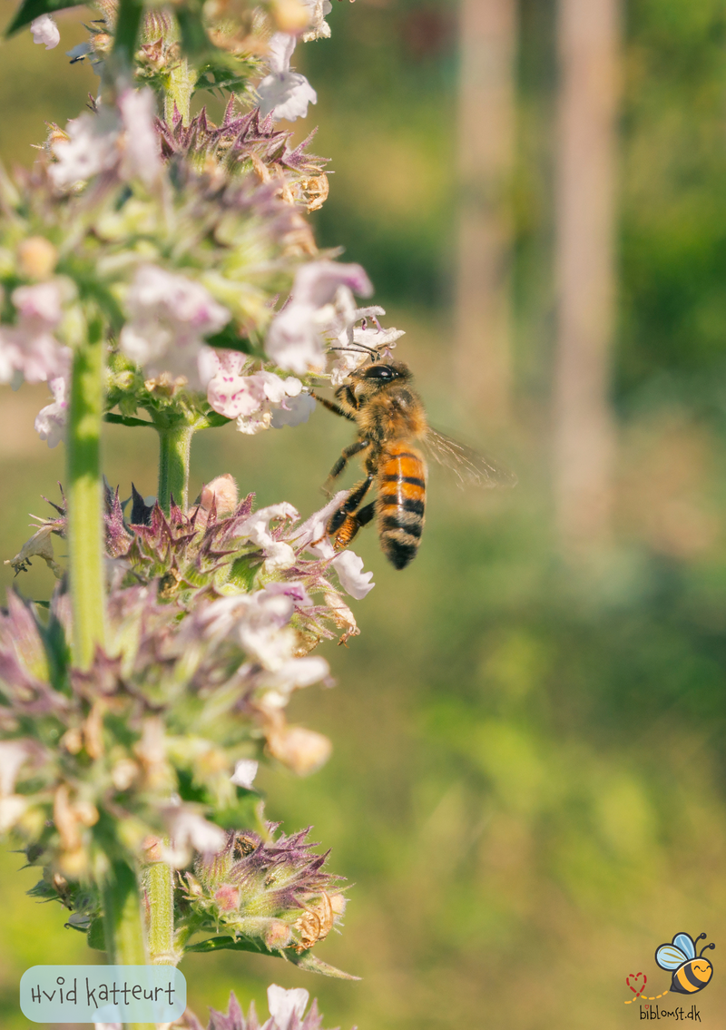 Så- og pasningsvejledning til Hvid Katteurt - Nepeta cataria