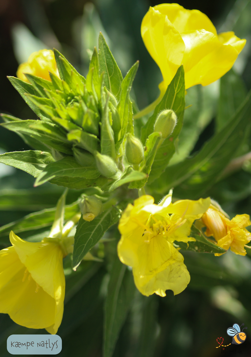 Så- og pasningsvejledning til Kæmpe-Natlys – Oenothera glazioviana