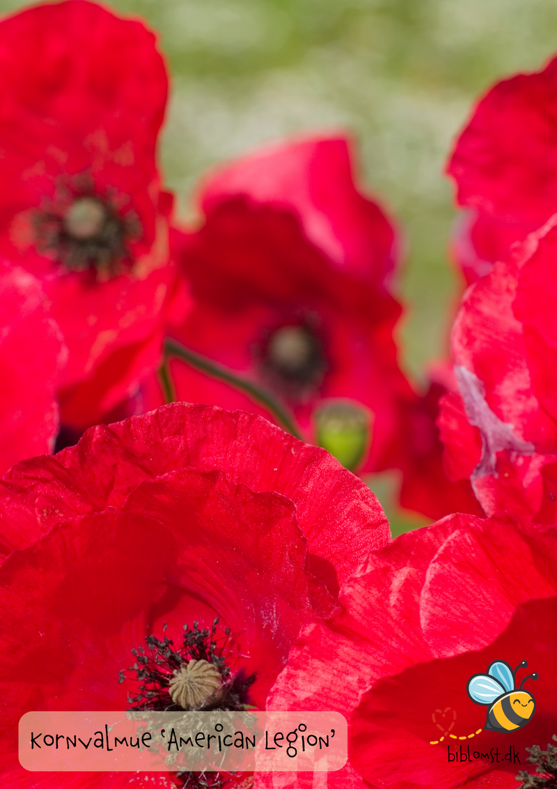 Så- og pasningsvejledning til kornvalmue ‘American Legion’ – Papaver rhoeas