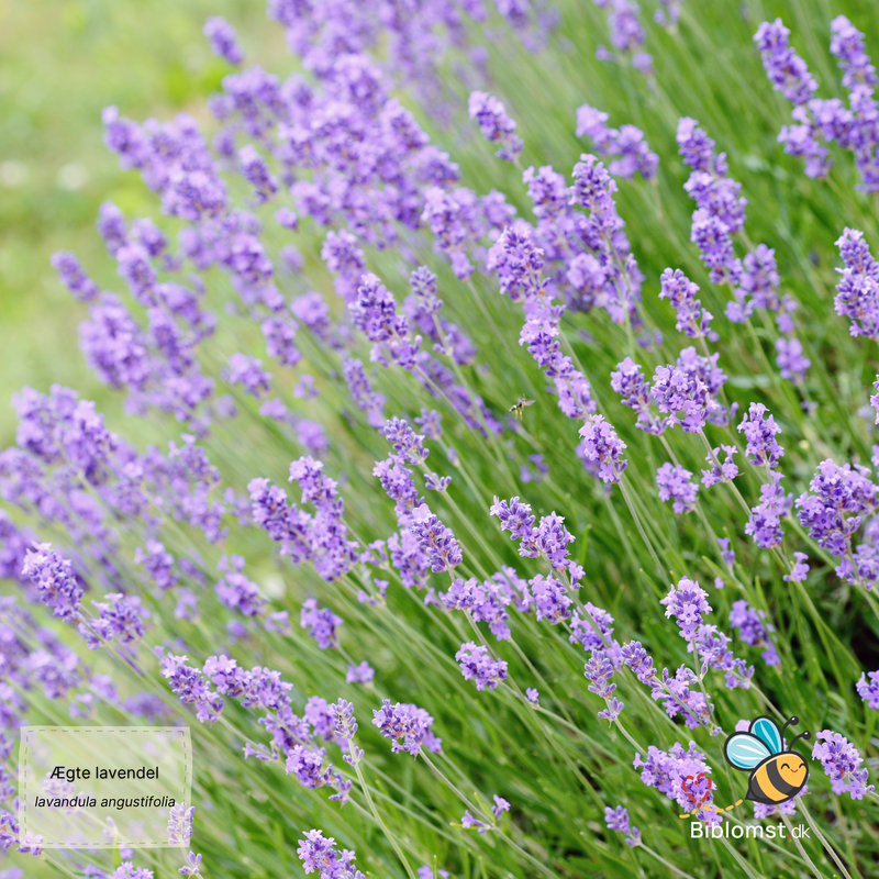 Så- og pasningsvejledning for Lavandula angustifolia - Ægte Lavendel