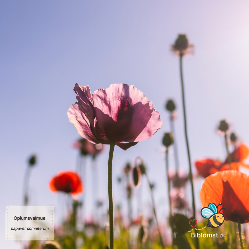 Så- og pasningsvejledning til Opiumsvalmue - Papaver somniferum