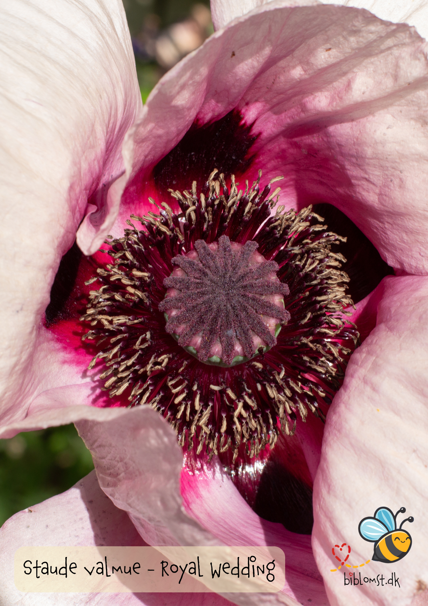 Så- og pasningsvejledning til Staudevalmue ‘Royal Wedding’ - Papaver orientale