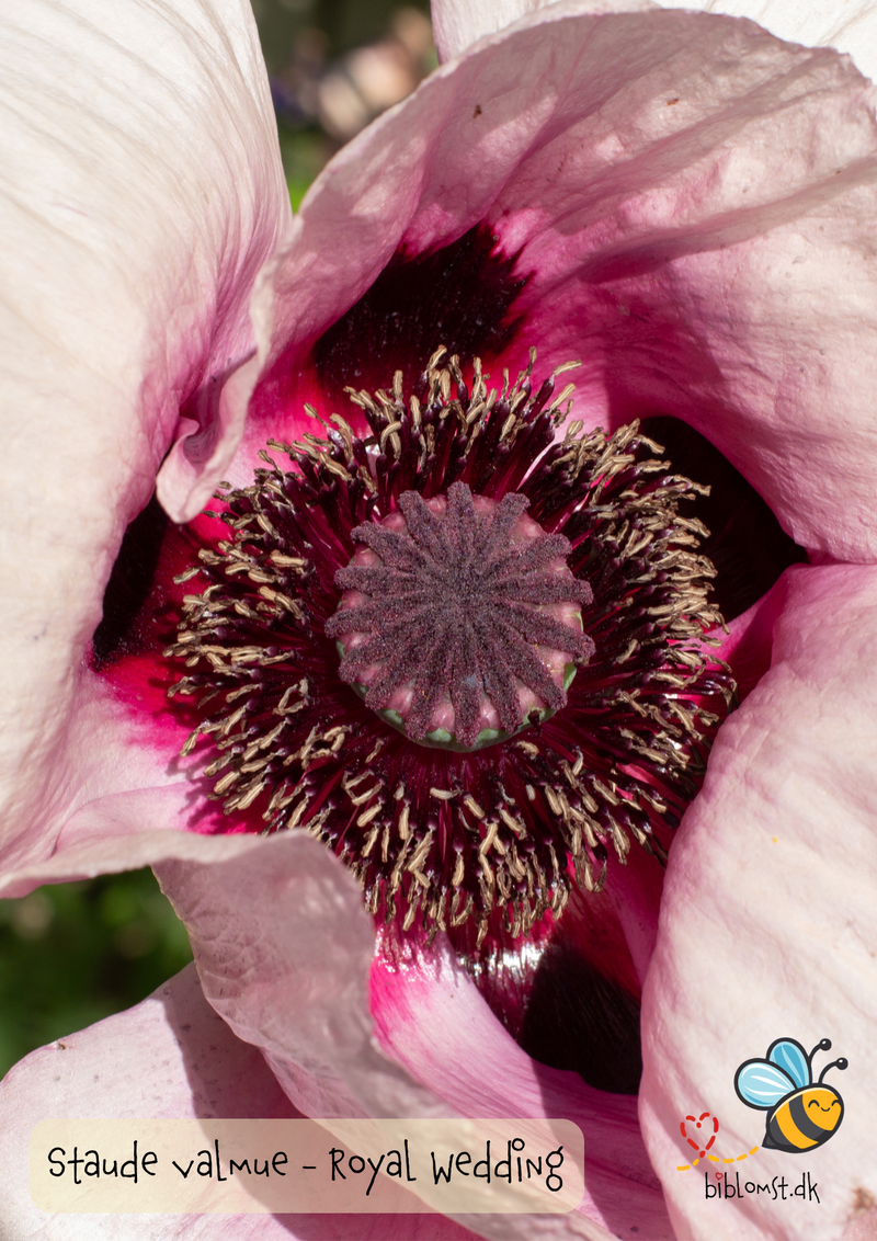 Så- og pasningsvejledning til Staudevalmue ‘Royal Wedding’ - Papaver orientale