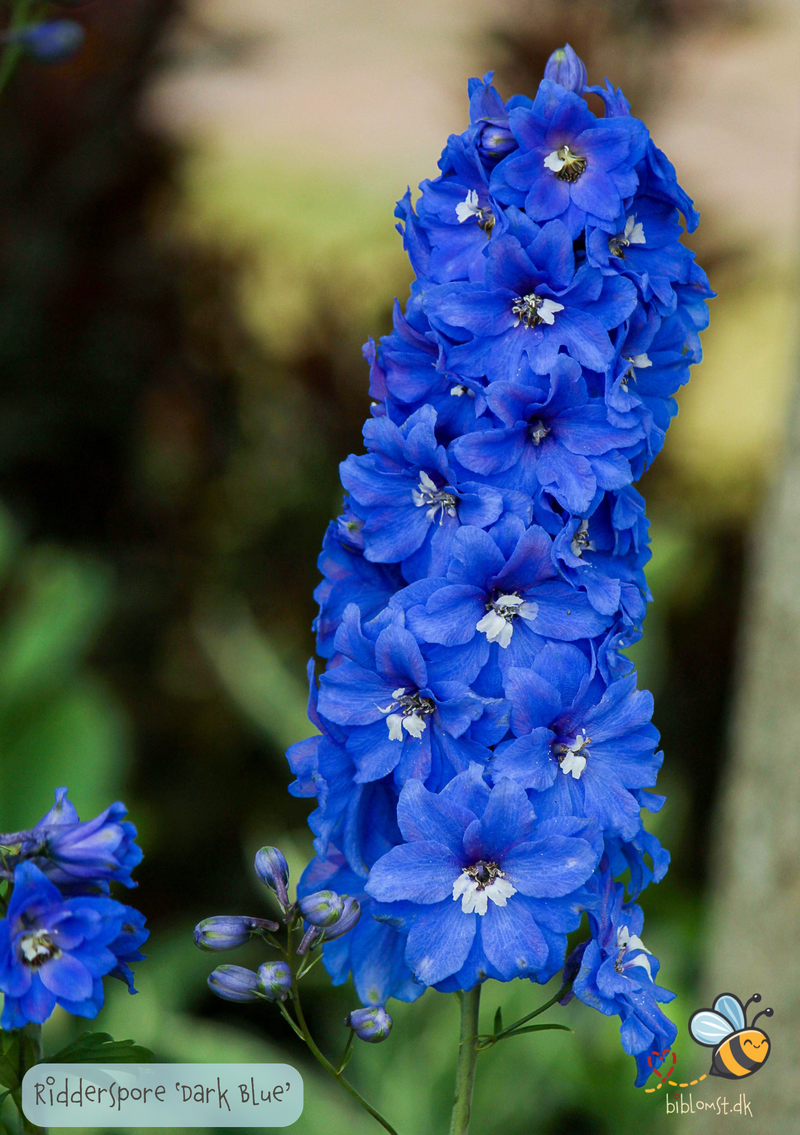 Så- og pasningsvejledning til Ridderspore 'Dark Blue' – Delphinium consolida Imperial Series