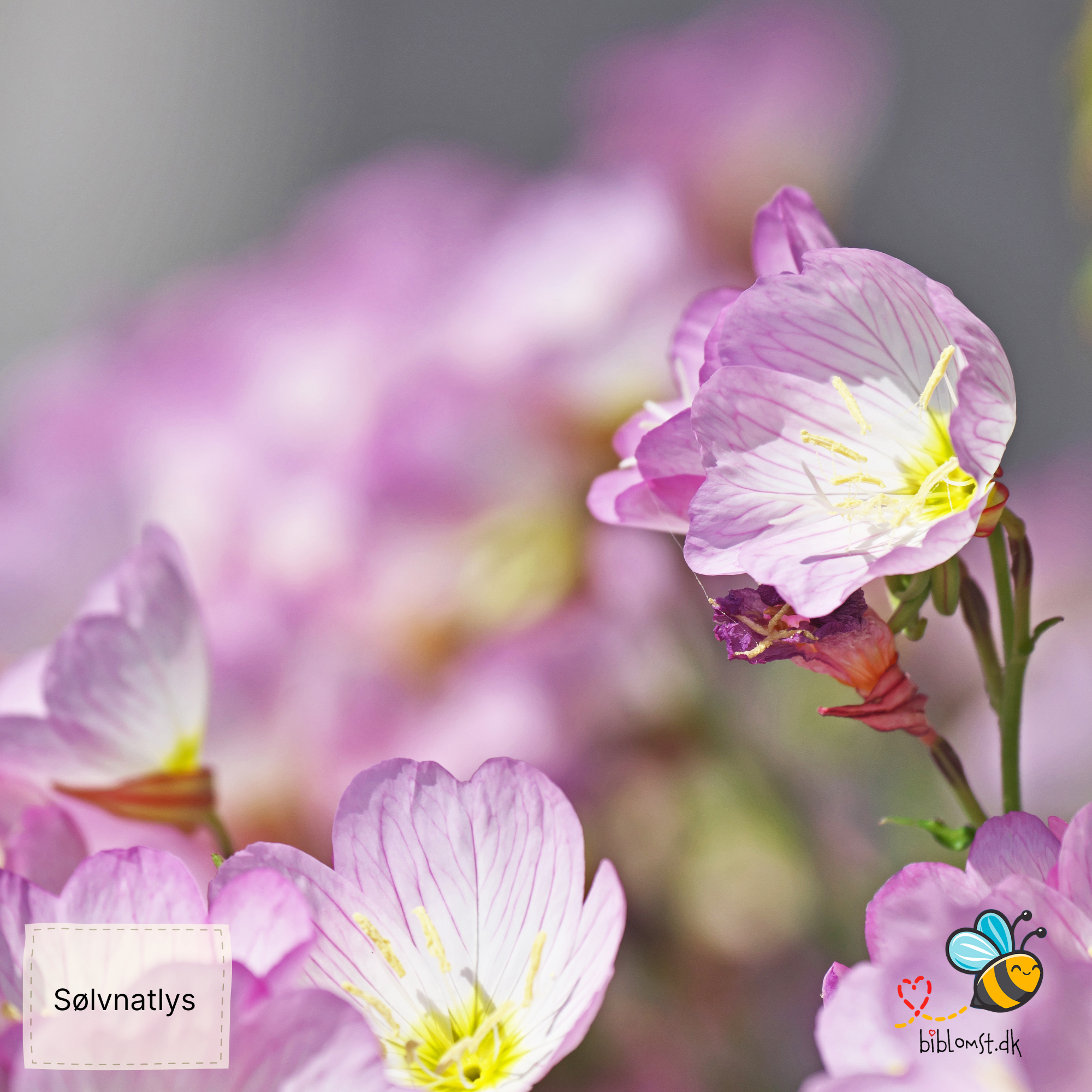 Så- og pasningsvejledning til Sølvnatlys – Oenothera speciosa