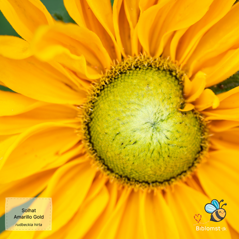 Så- og pasningsvejledning til Solhat 'Amarillo Gold' (Rudbeckia hirta)