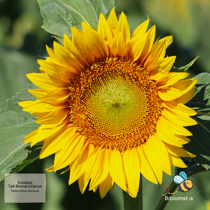 Så- og pasningsvejledning til solsikke ‘Tall Bismarckianus’ – Helianthus annuus