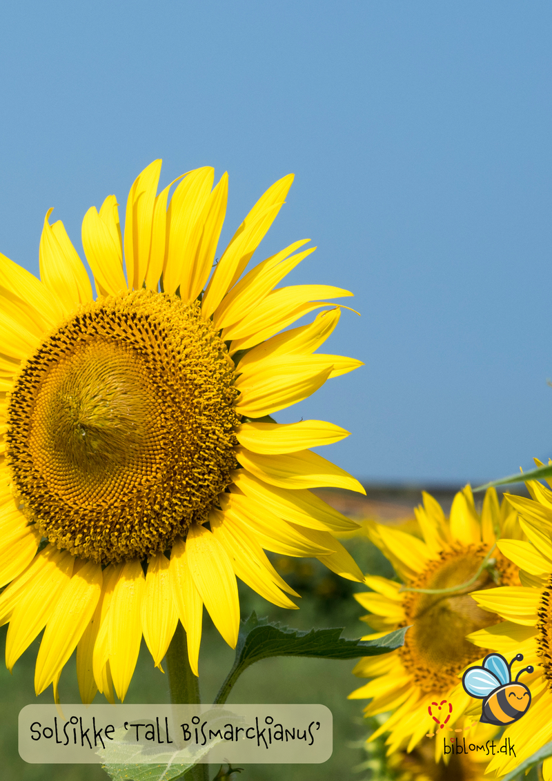 Så- og pasningsvejledning til solsikke ‘Tall Bismarckianus’ – Helianthus annuus