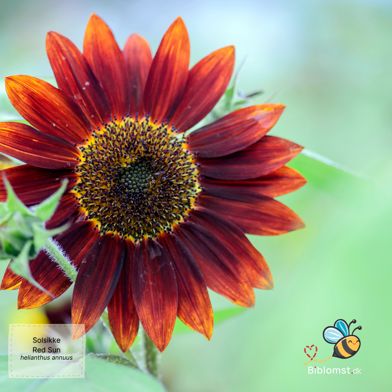 Så- og pasningsvejledning for Solsikke Red Sun - Helianthus annuus