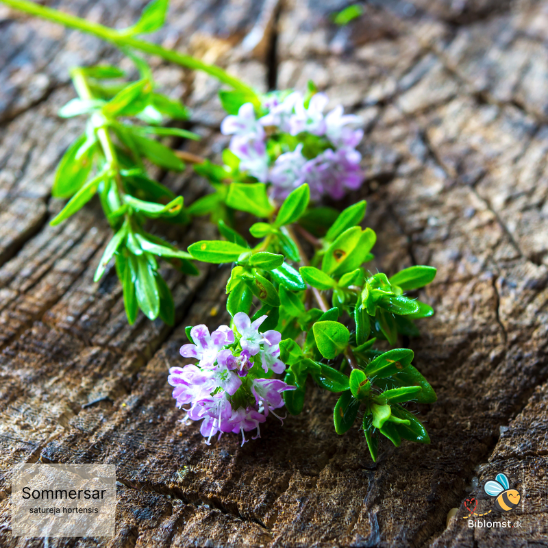 Så- og pasningsvejledning til Bønneurt/Sommersar – Satureja hortensis
