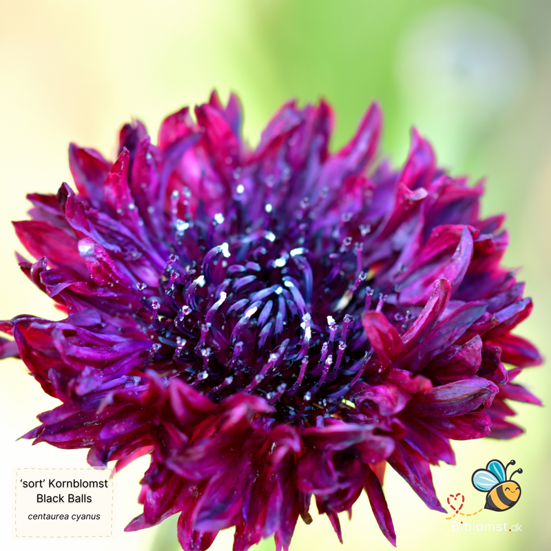 Så- og pasningsvejledning til Sort Kornblomst - Centaurea cyanus 'Black Ball'