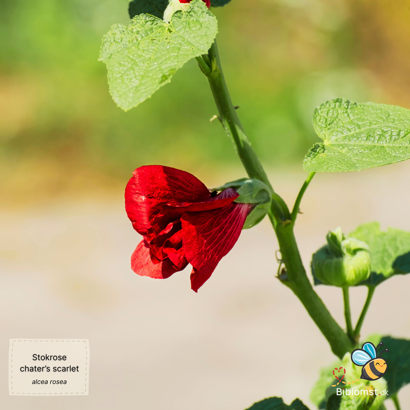 Så- og pasningsvejledning til Stokrose – Alcea rosea ‘Chater’s Scarlet’