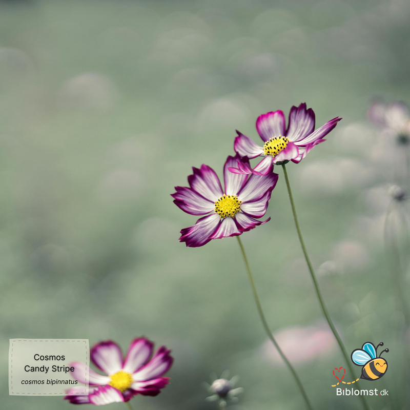 Så- og pasningsvejledning til Cosmos 'Candy Stripe' - Cosmos bipinnatus 'Candy Stripe'