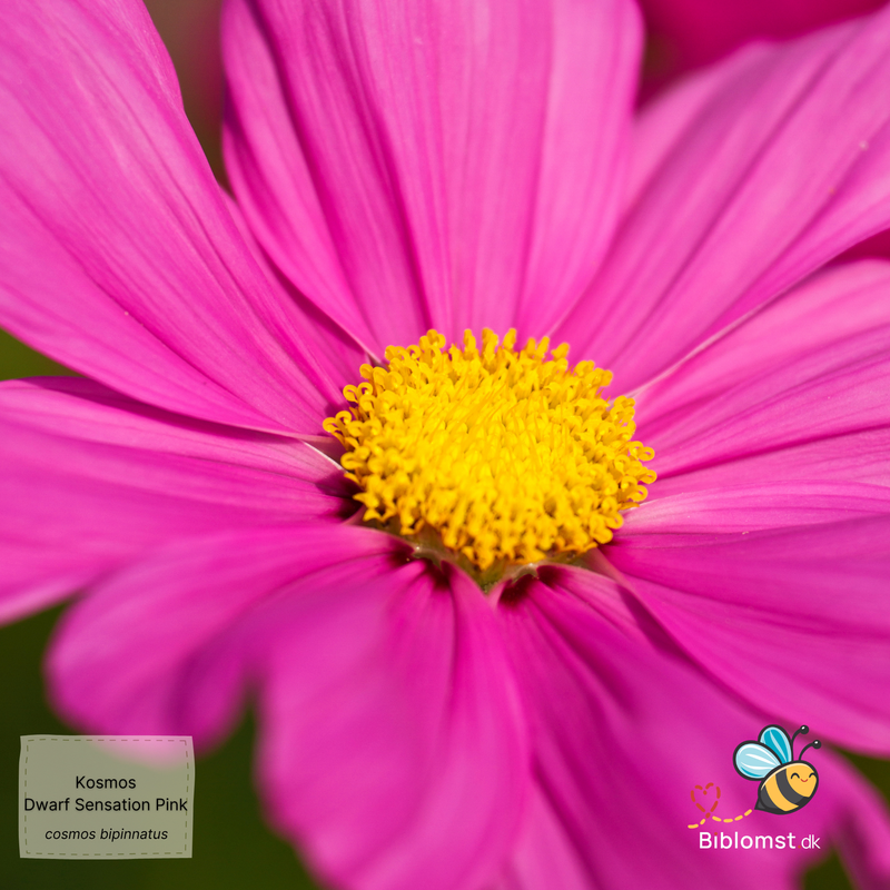 Så- og pasningsvejledning til kosmos ‘Dwarf Sensation Pink’ – Cosmos bipinnatus ‘Dwarf Sensation Pink’