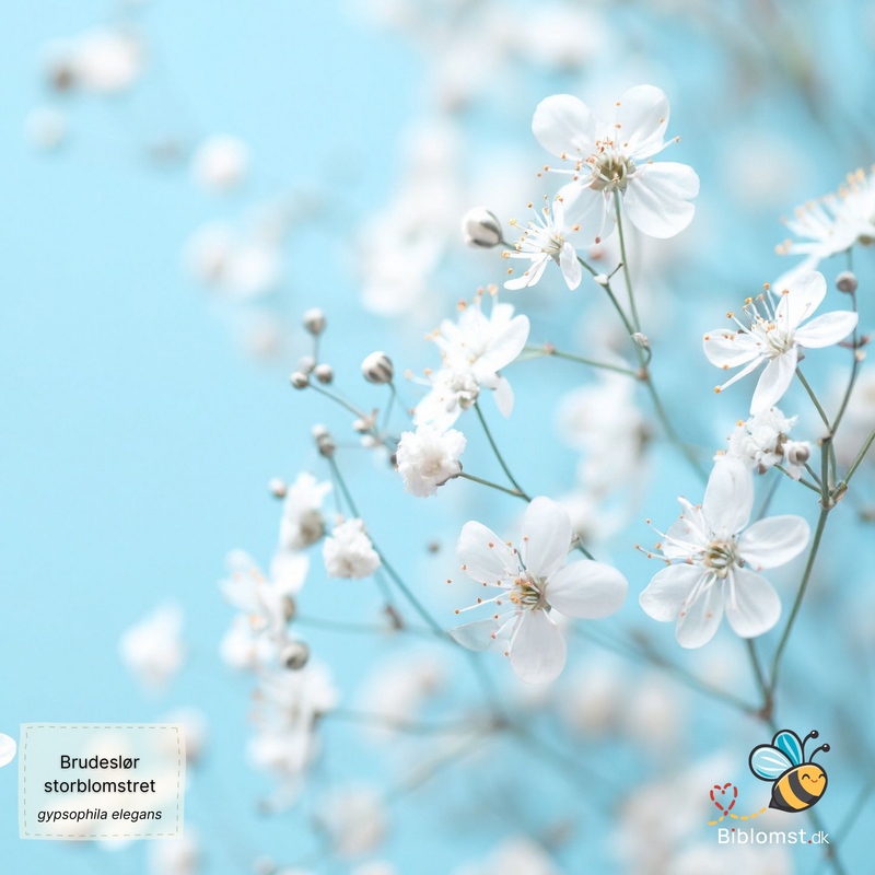 Så- og pasningsvejledning til Storblomstret brudeslør - Gypsophila elegans