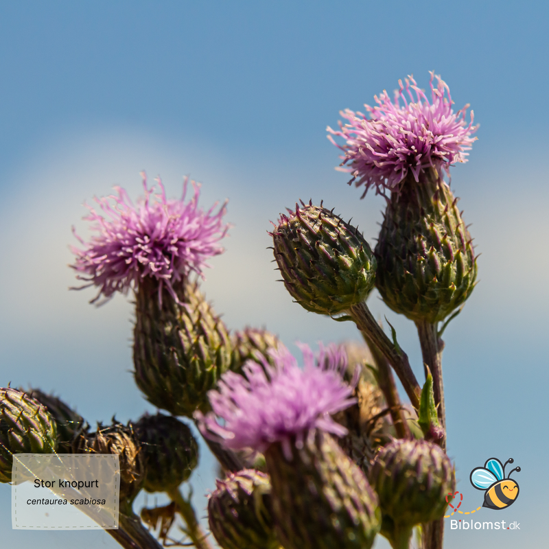 Så- og pasningsvejledning til stor knopurt – Centaurea scabiosa