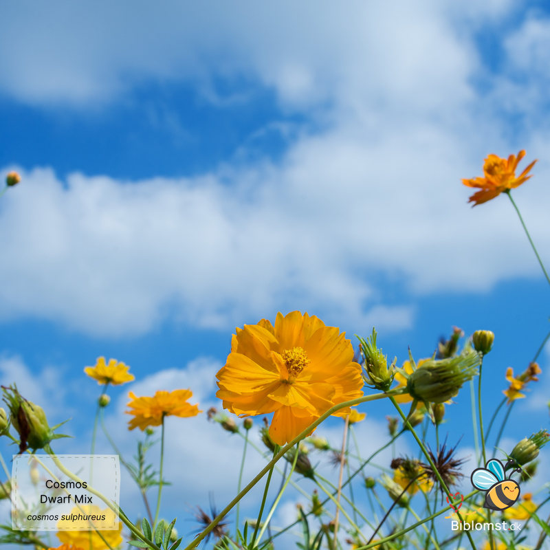 Så- og pasningsvejledning til svovlgul cosmos ‘Dwarf Mix’ – Cosmos sulphureus ‘Dwarf Mix’