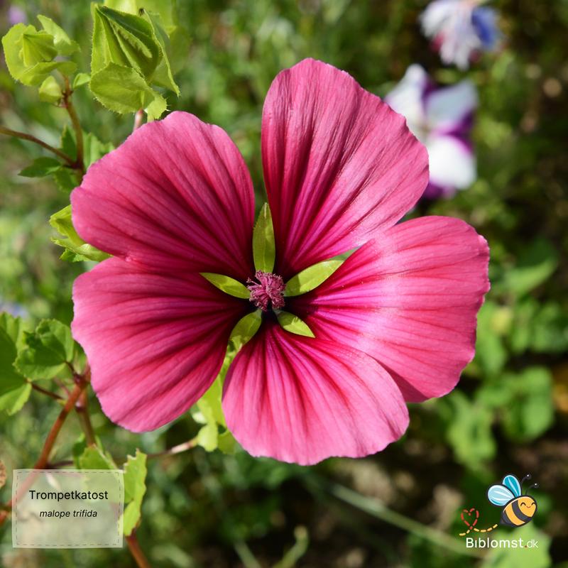 Så- og pasningsvejledning til trompetkatost – Malope trifida (mix)