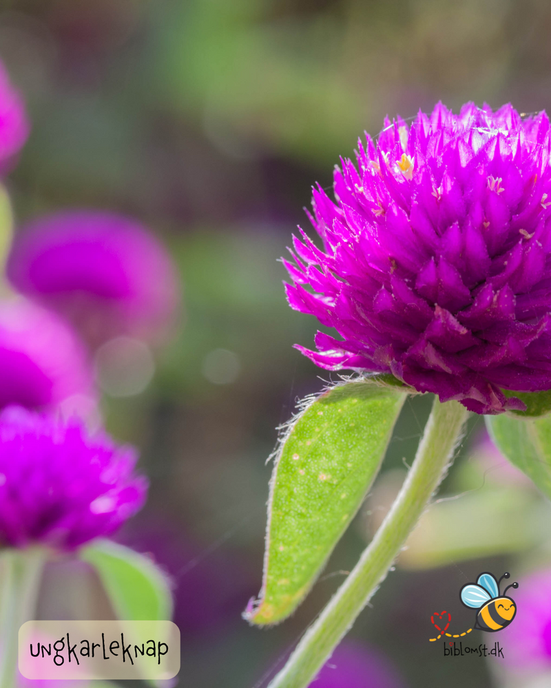 Så- og pasningsvejledning til Ungkarleknap - Gomphrena globosa