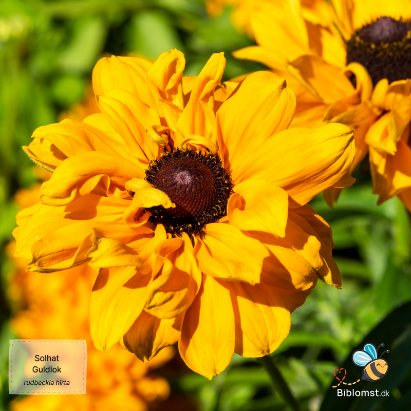 Så- og pasningsvejledning for Solhatten Guldlok - Rudbeckia hirta 'Goldilocks'