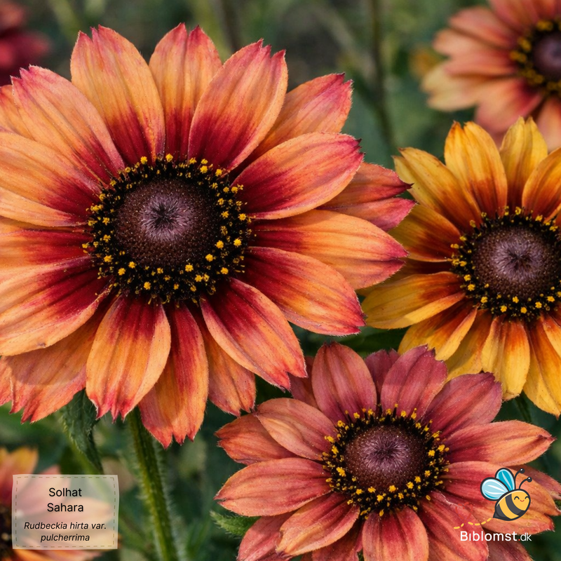 Så- og pasningsvejledning til Rudbeckia hirta var. pulcherrima - Sahara