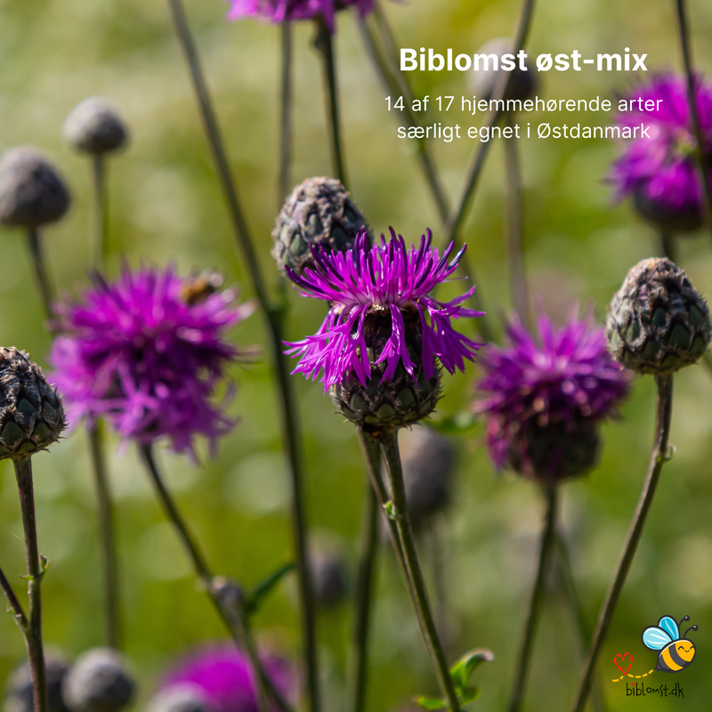 Så- og pasningsvejledning til Biblomst – Øst-danmark mix