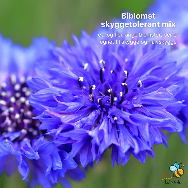 Så- og pasningsvejledning til Biblomst skyggetolerant Mix