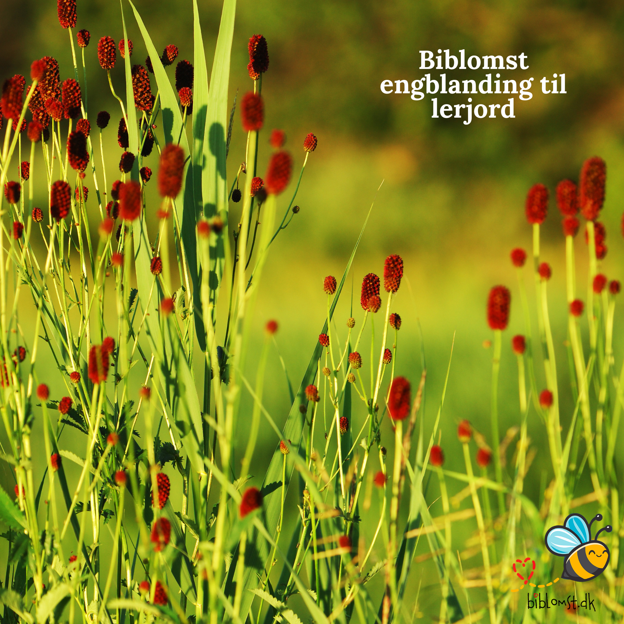 Så- og pasningsvejledning til Biblomst – engblanding til lerjord