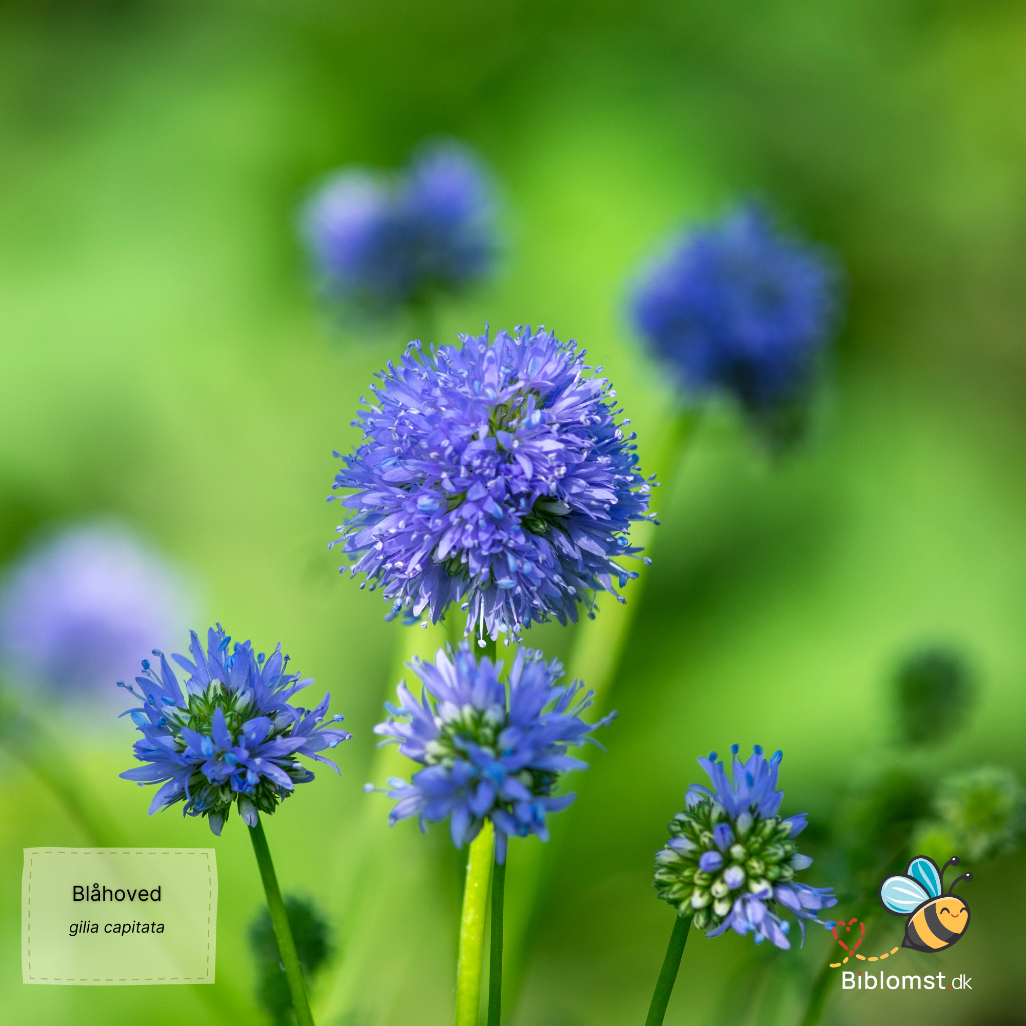 Så- og pasningsvejledning for Blåhoved - Gilia capitata