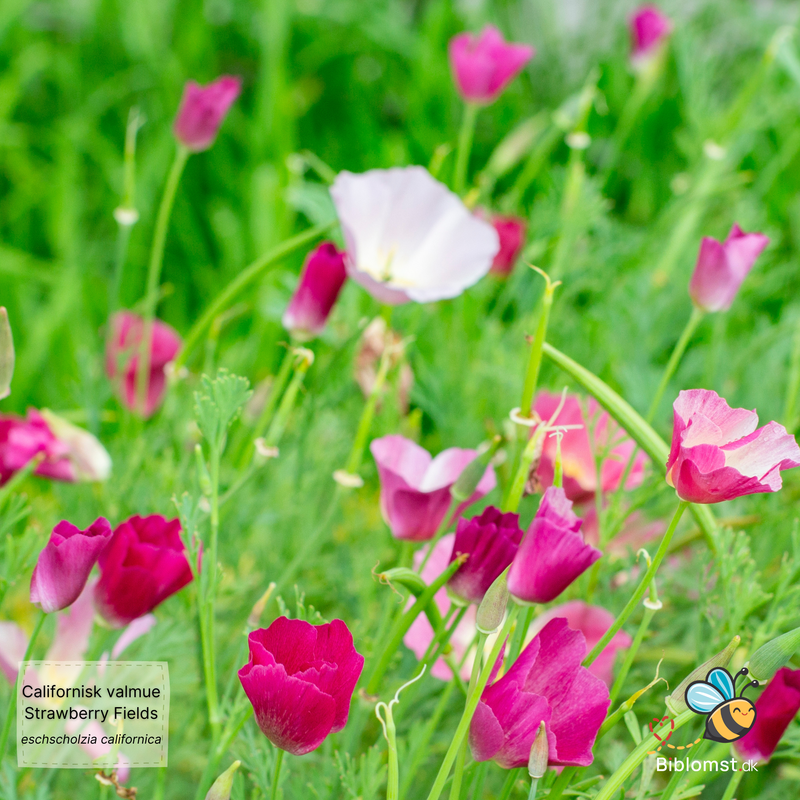 Så- og pasningsvejledning til Californisk valmue 'Strawberry Fields' - Eschscholzia californica 'Strawberry Fields'