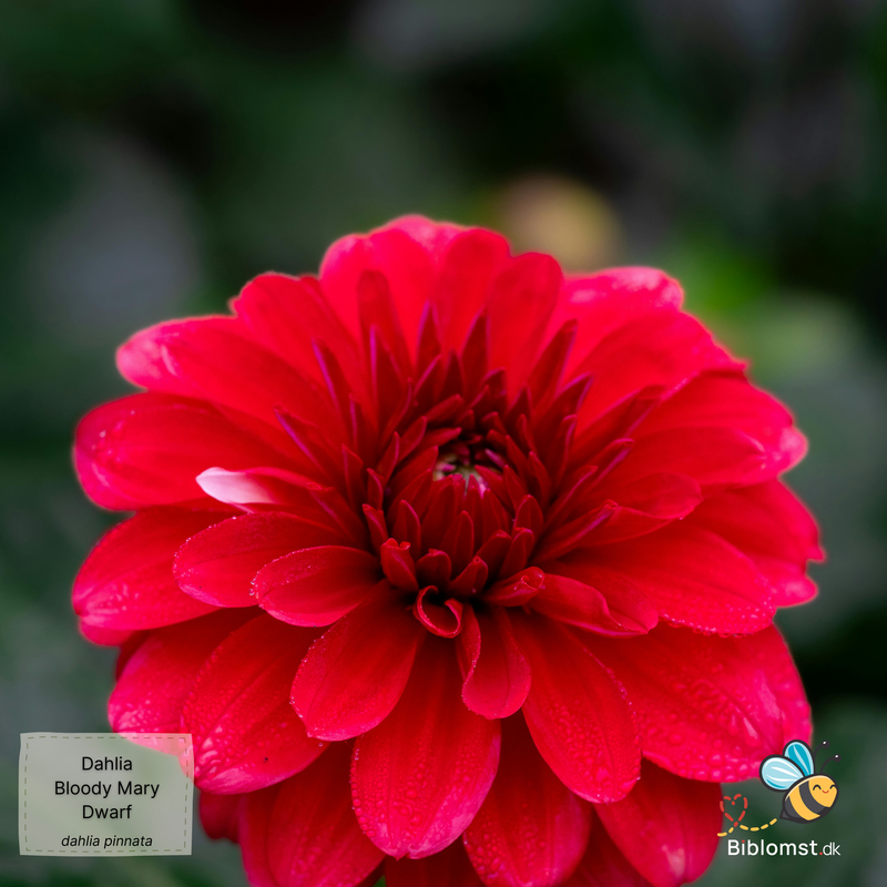 Så- og pasningsvejledning for Dahlia 'Bloody Mary Dwarf' - Dahlia pinnata 'Bloody Mary Dwarf'