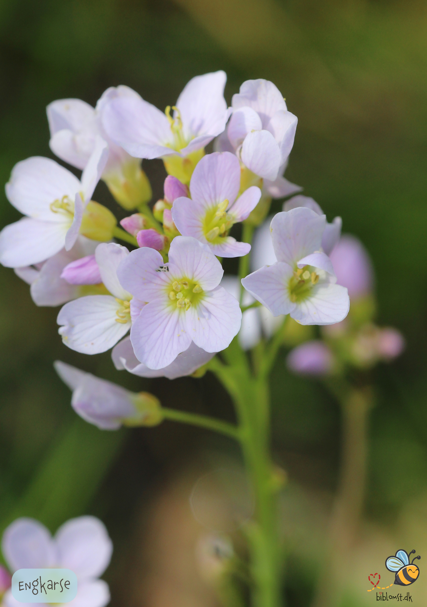 Så- og pasningsvejledning til Engkarse – Cardamine pratensis