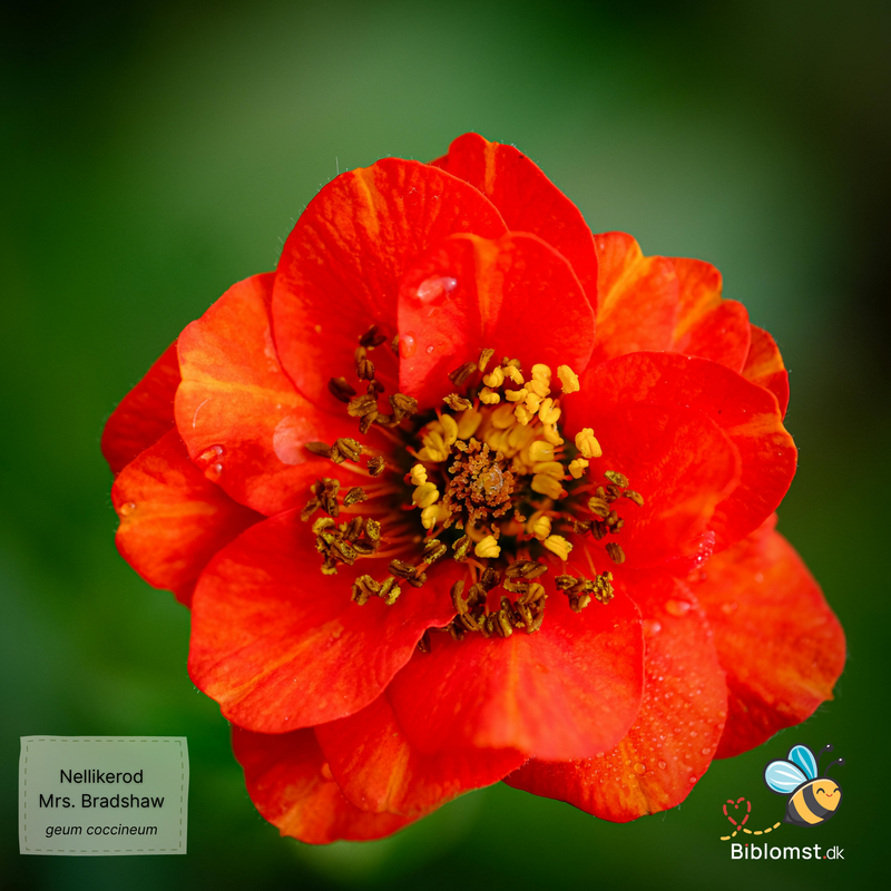 Så- og pasningsvejledning til Nellikerod 'Mrs. Bradshaw' - Geum coccineum