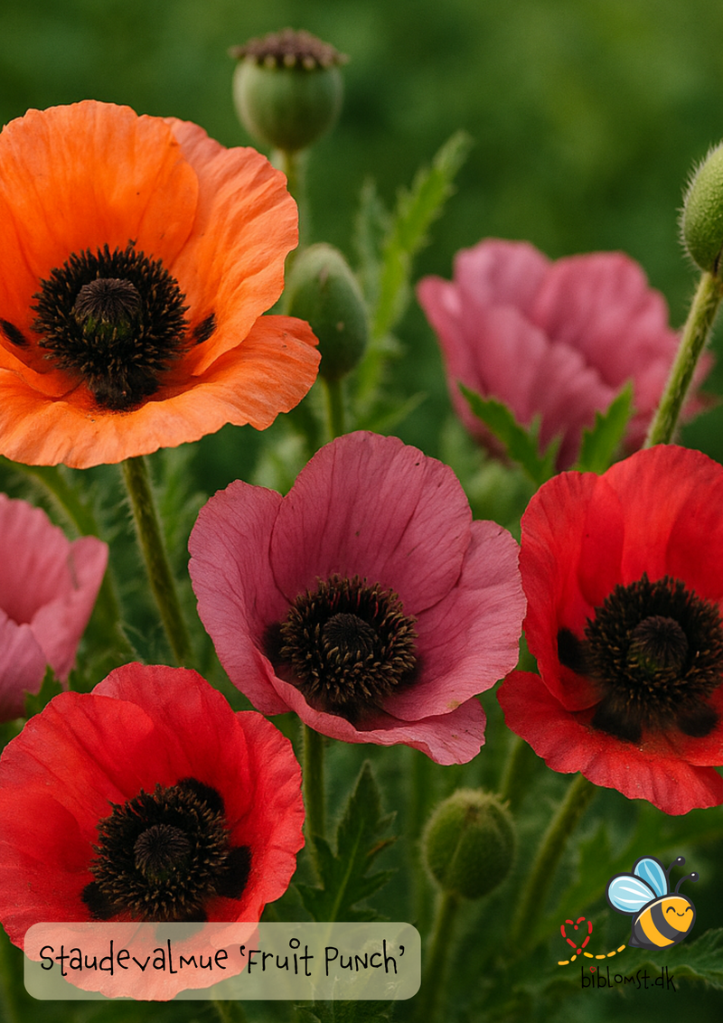Så- og pasningsvejledning til Staudevalmue - Papaver orientale ‘Fruit Punch’