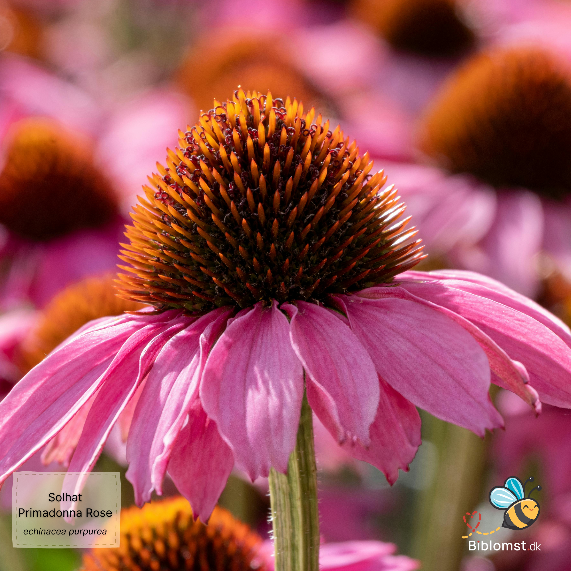Så- og pasningsvejledning til Dyb rosa Purpur Solhat - Echinacea purpurea 'Primadonna Deep Rose'