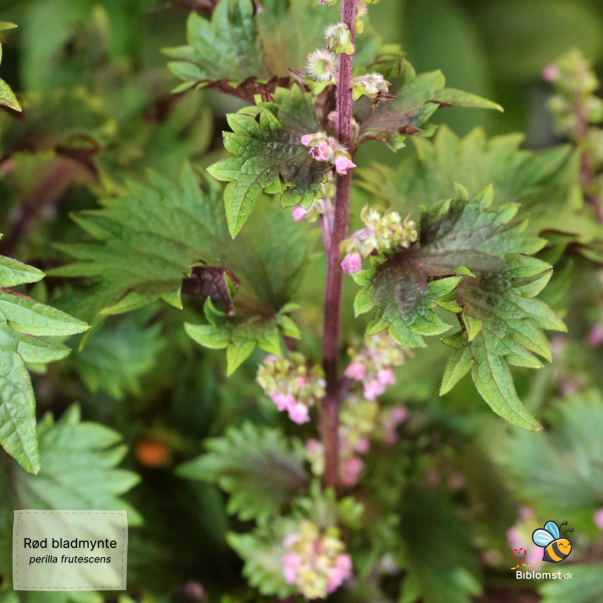 Så- og pasningsvejledning til Rød bladmynte (shiso) – Perilla frutescens (ofte rødbladet form, fx var. crispa)