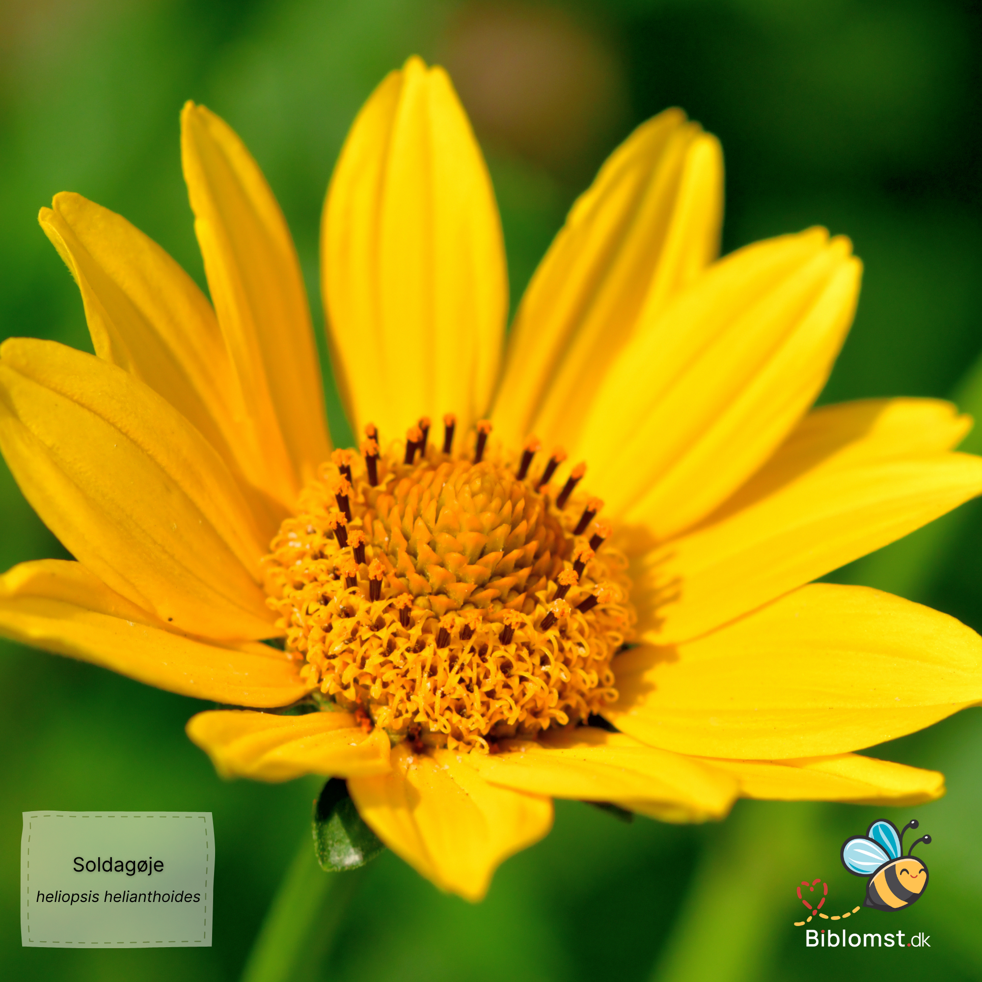 Så- og pasningsvejledning til Soldagøje ‘Sunburst’ - Heliopsis helianthoides