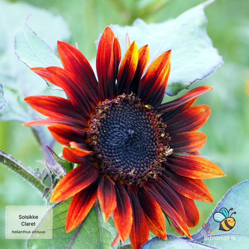 Så- og pasningsvejledning til Solsikke Claret F1 - Helianthus annuus