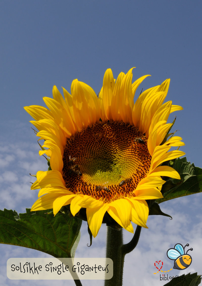 Så- og pasningsvejledning til solsikke ‘Uniflorus Giganteus’ – Helianthus annuus