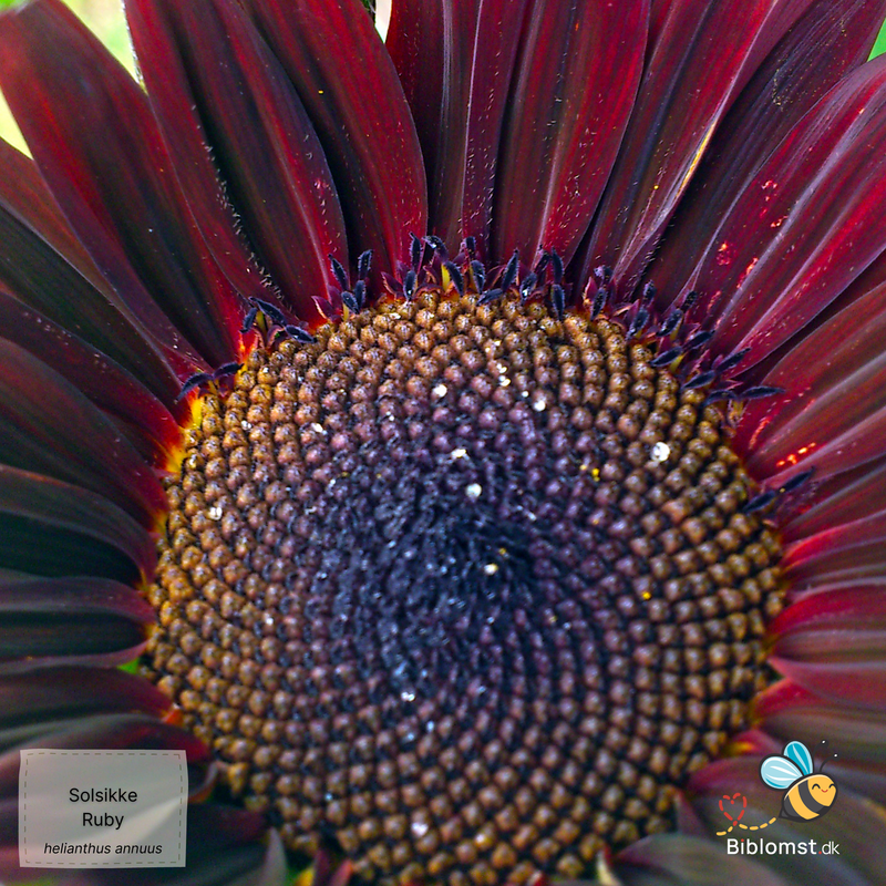 Så- og pasningsvejledning til Solsikke 'Ruby' F1 - Helianthus annuus