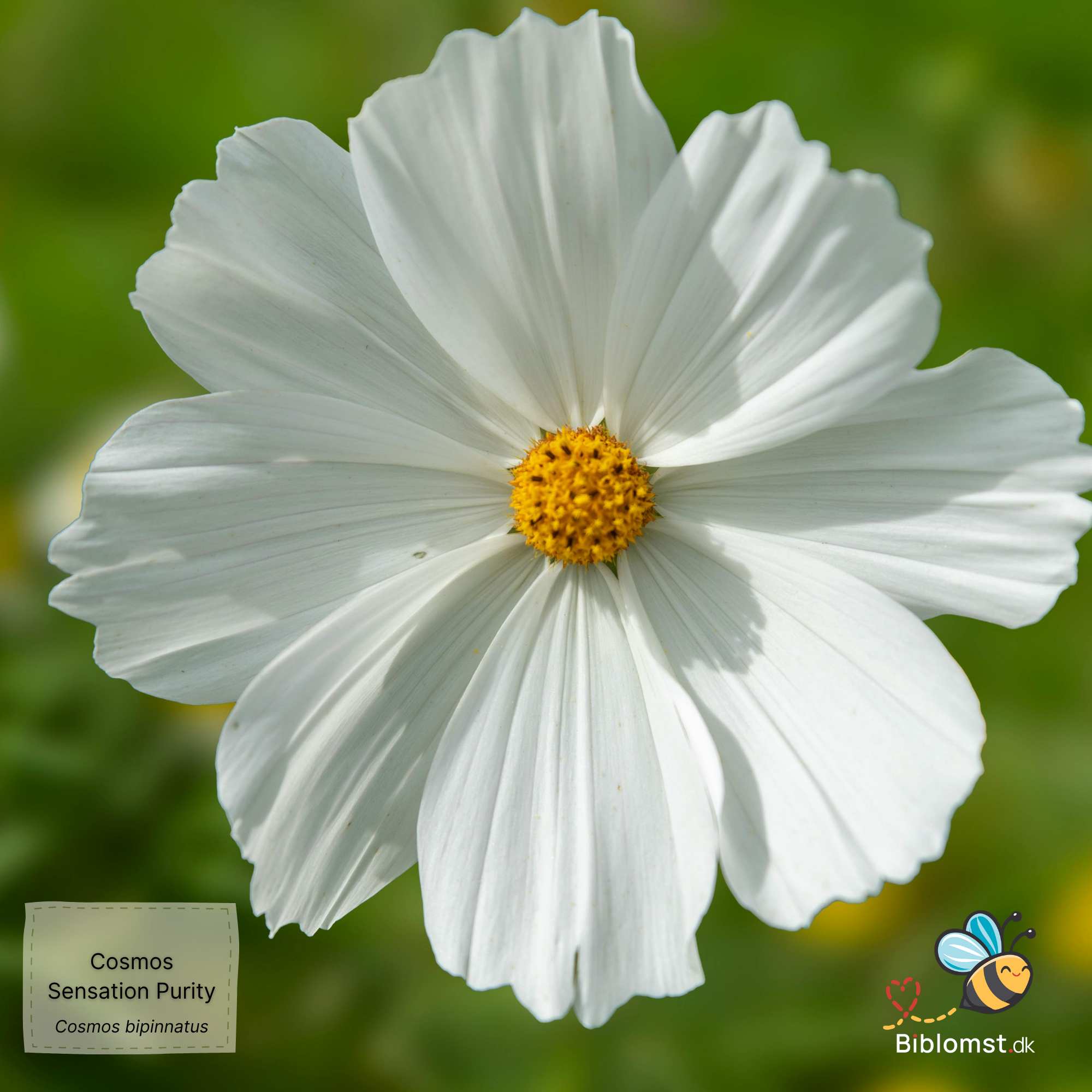 Så- og pasningsvejledning til kosmos ‘Sensation Purity’ – Cosmos bipinnatus ‘Sensation Purity’