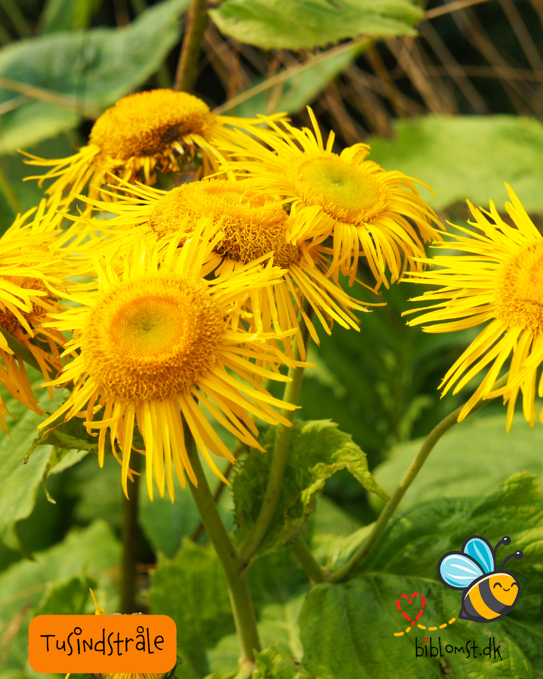 Så- og pasningsvejledning til stor tusindstråle – Telekia speciosa