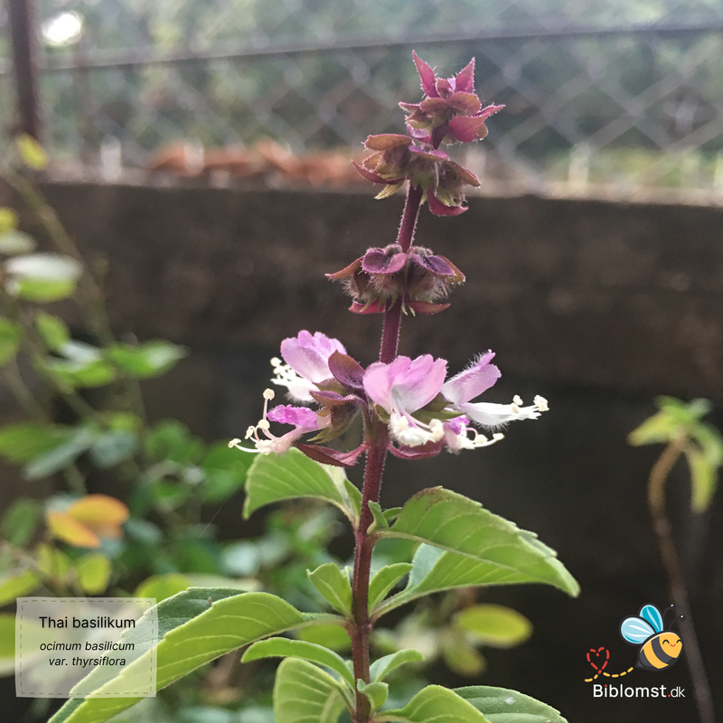 Så- og pasningsvejledning for Thai basilikum - Ocimum basilicum var. thyrsiflora