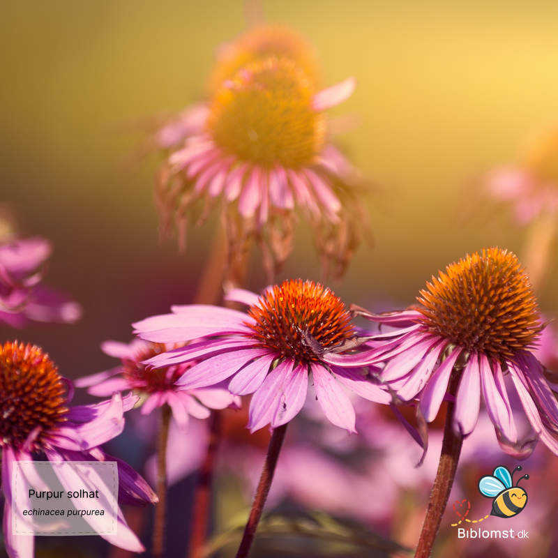 Så- og pasningsvejledning til Purpur solhat - Echinacea purpurea